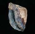 Giant Unworn Triceratops Tooth - #4470-2